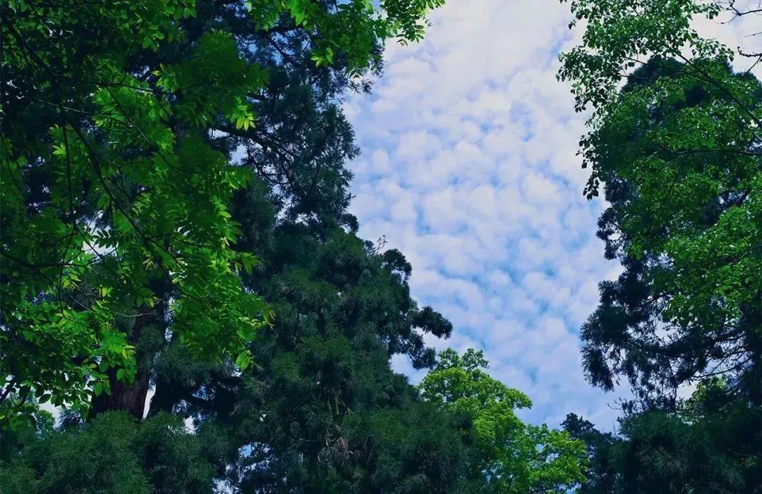 植樹(shù)節(jié)|守護(hù)綠色家園的秘密武器!